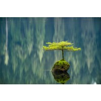 Tim Oldford - Fairy Lake Bonsai