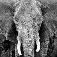 PhotoINC Studio - Elephant