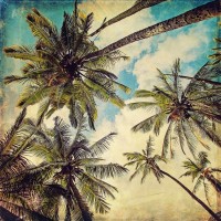 Melanie Alexandra Price - Kauai Island Palms