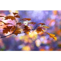 Roeselien Raimond - United Colors of Autumn