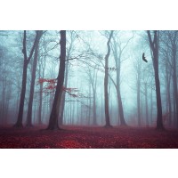 Dirk Wustenhagen - Solstice in Fog