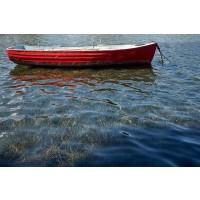 Red Boat - White, Lynda