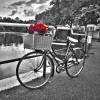 Assaf Frank - Romantic Roses I  