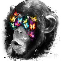 Patrice Murciano - Animals - Chimp - Can't See