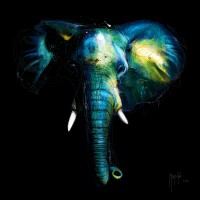 Patrice Murciano - Animals - Elephant - Wild Light