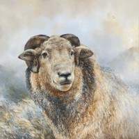 Dina Perejogina - Herdwick Sheep