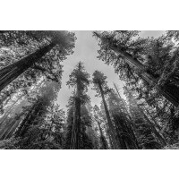 Nature Magick - Sequoia Tree Forest Sky Black and White
