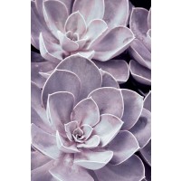 Judy Stalus - Violet Succulents 