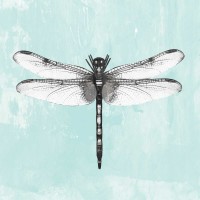 PI Galerie - Dragonfly I