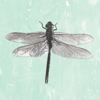 PI Galerie - Dragonfly II