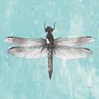 PI Galerie - Dragonfly III
