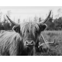 Chelsea Kedron - Cattle Smile 