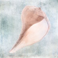 Christine Zalewski - Blue Cream Sea Shell 