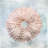Christine Zalewski - Blue Cream Sea Urchin