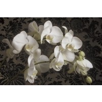 Donna Geissler - Bountiful Orchids  