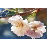 Leda Robertson - Cherry Blossom II  