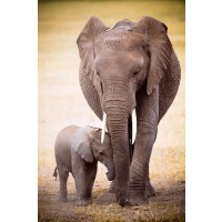 Elephant with her baby  