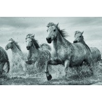 Horses - Camargue 