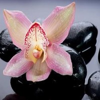 Zen Stones and Orchid Flower 