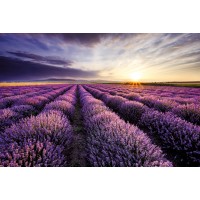 Lavender Field Backtrop