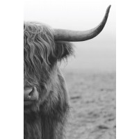 Highland Cow - Lonely