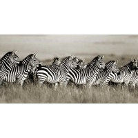 Frank Krahmer - Grants zebra, Masai Mara, Kenya