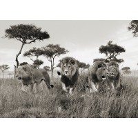 Pangea Images - Brothers- Masai Mara- Kenya