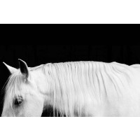Samantha Carter - White on Black I