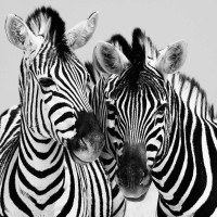 Nina Papiorek - Namibia Zebras  