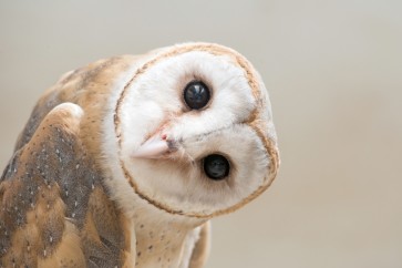 Owl - You Still There?
