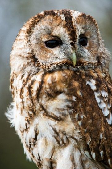 Owl - Calm Reaction
