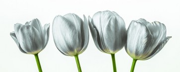 Assaf Frank - Four tulips