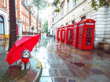 Assaf Frank - Dog with umbrella on London city street