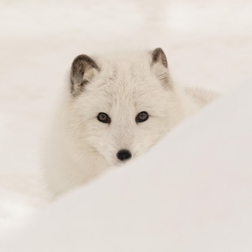 Danita Delimont - Arctic Wolf