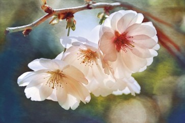 Leda Robertson - Cherry Blossom I  