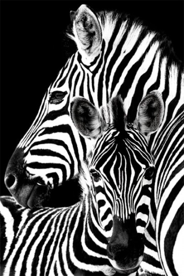 Zebra Love  