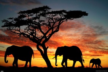 Elephant Love Sunset  