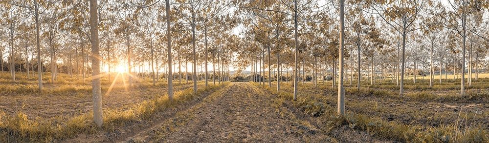Assaf Frank - Pathway through trees forest