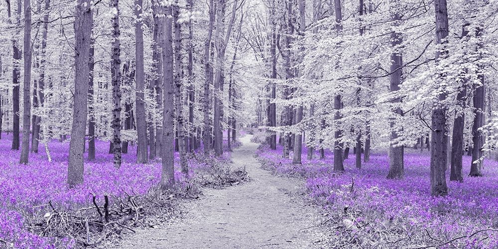 Assaf Frank - Path through bluebell forest, FTBR 1848