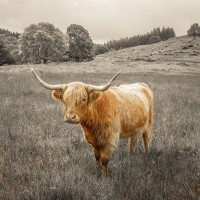 Assaf Frank - Highland Cows