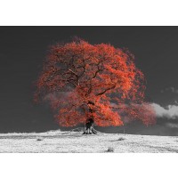 Assaf Frank - Tree on a hill-orange
