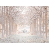 Assaf Frank - Winter forest