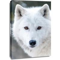 Arctic Wolf - Snowy Gaze