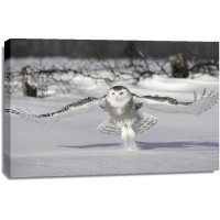 Snowy Owl - Cold Take Off