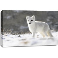 Fox - Wild Arctic Cub