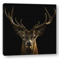 Deer - Head - Black Background