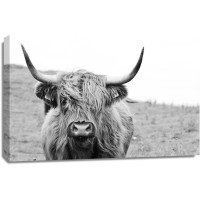 Cow - Irish Bovine on a Windy Day