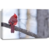 Bird - Cardinal On Tree Witih Snowy Background