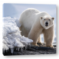 Polar Bear - On Ice