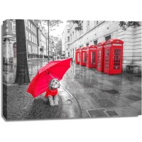 Assaf Frank - Dog with umbrella in London